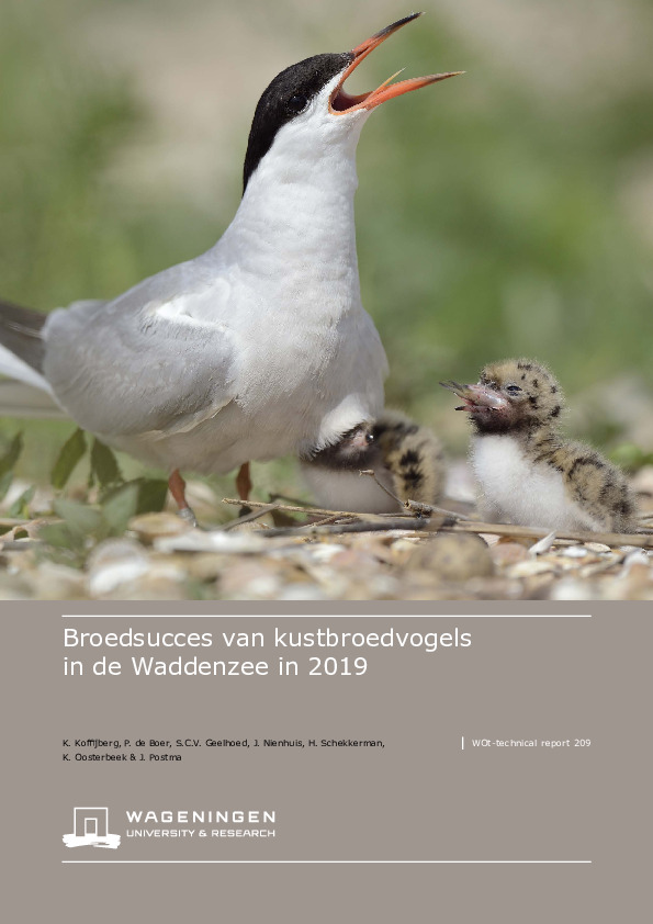 Omslag Broedsucces van kustbroedvogels in de Waddenzee in 2019