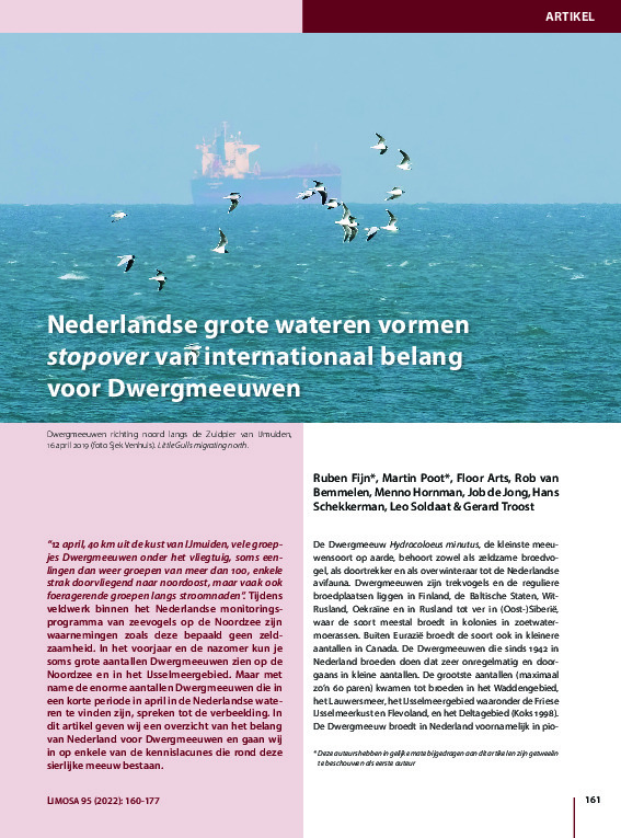 Omslag Nederlandse grote wateren vormen stopover van internationaal belang voor Dwergmeeuwen