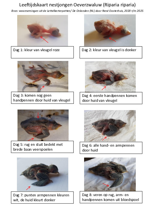 Omslag Leeftijdenkaart Oeverzwaluw