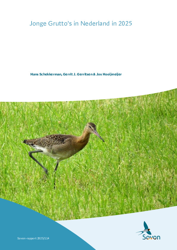 Omslag Jonge Grutto’s in Nederland in 2025