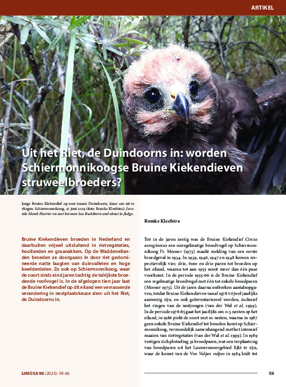 Omslag Uit het Riet, de Duindoorns in: worden Schiermonnikoogse Bruine Kiekendieven struweelbroeders?