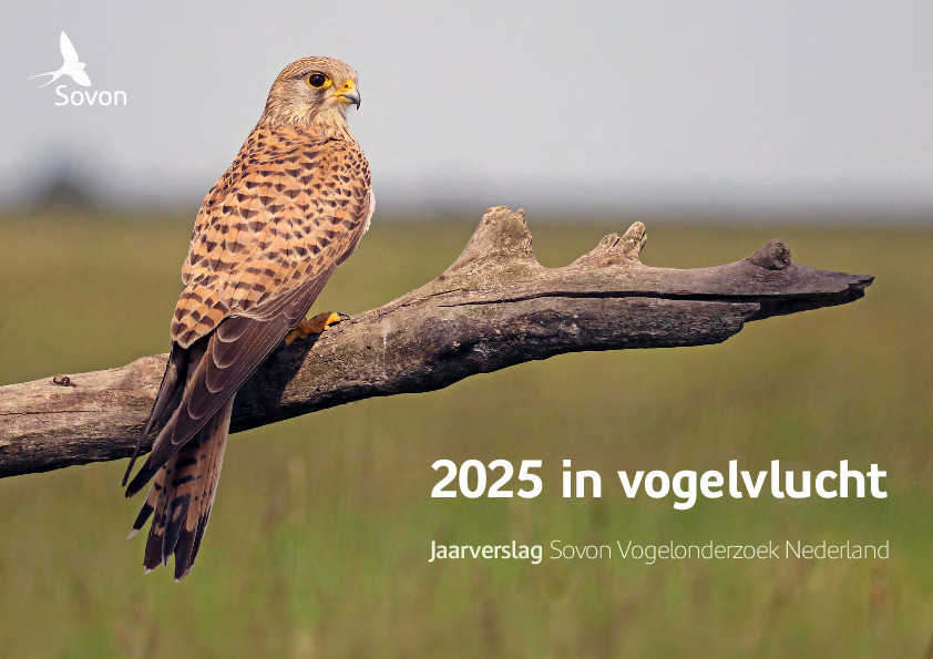 Omslag Jaarverslag 2025