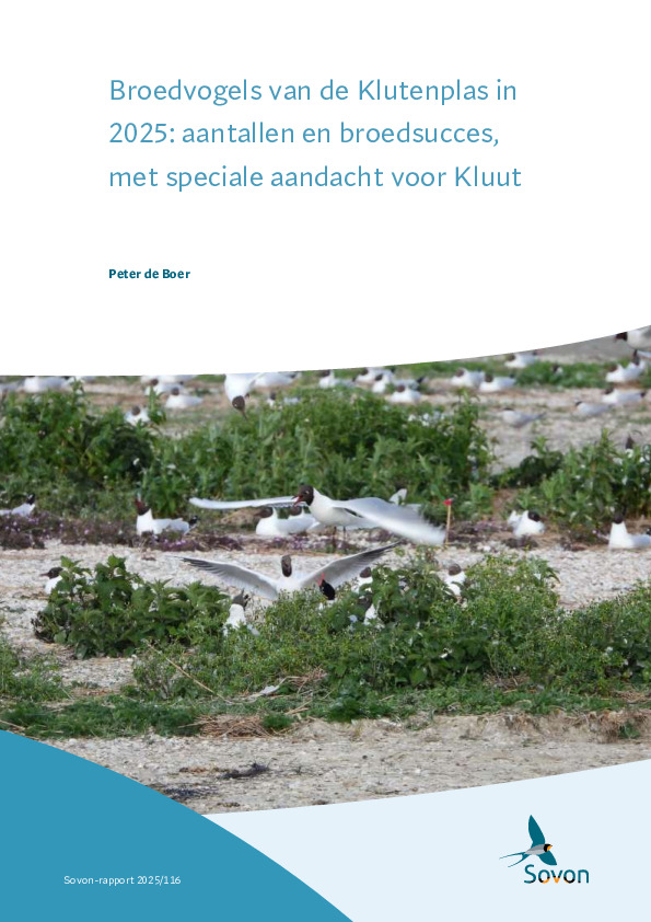 Omslag Broedvogels van de Klutenplas in 2025: aantallen en broedsucces, met speciale aandacht voor Kluut