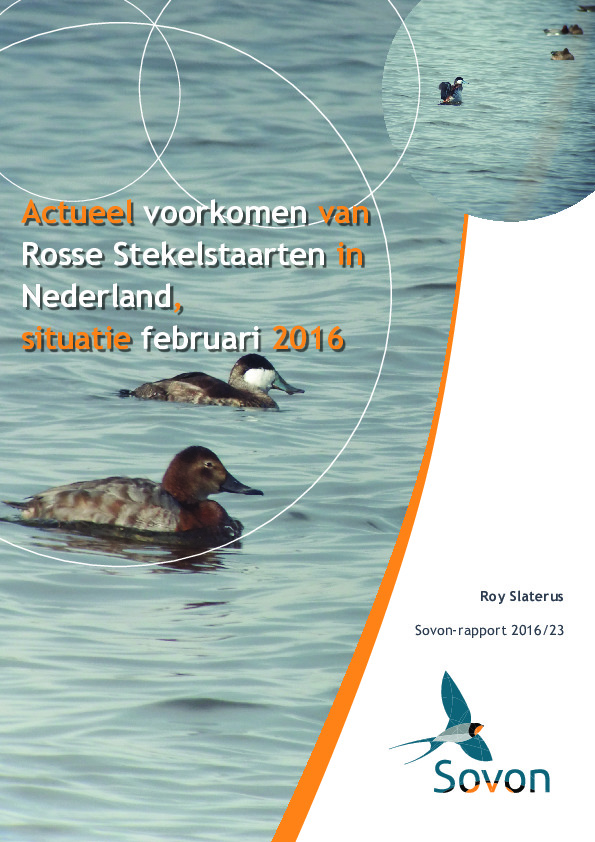 Omslag Actueel voorkomen van Rosse Stekelstaarten in Nederland, situatie februari 2016 